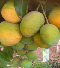 Mango