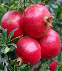 pomogranate