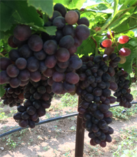 grapes